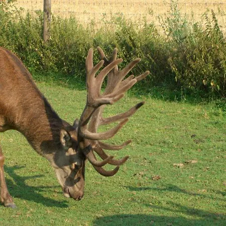 Hotel & Apartmenthaus Zum Pfingsttor 2* Rinteln